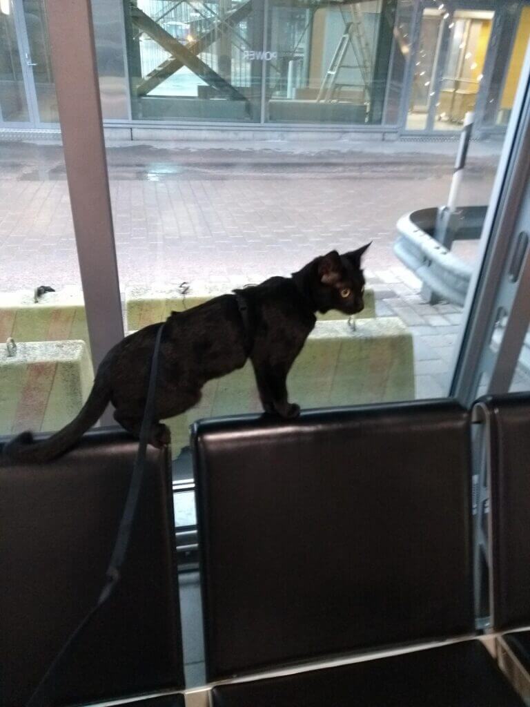 A black cat on a leash stands on the backrest of a row of black chairs inside a glass-walled waiting area. The cat looks out the window at an outdoor urban scene with a street, large concrete barriers, and buildings in the background.