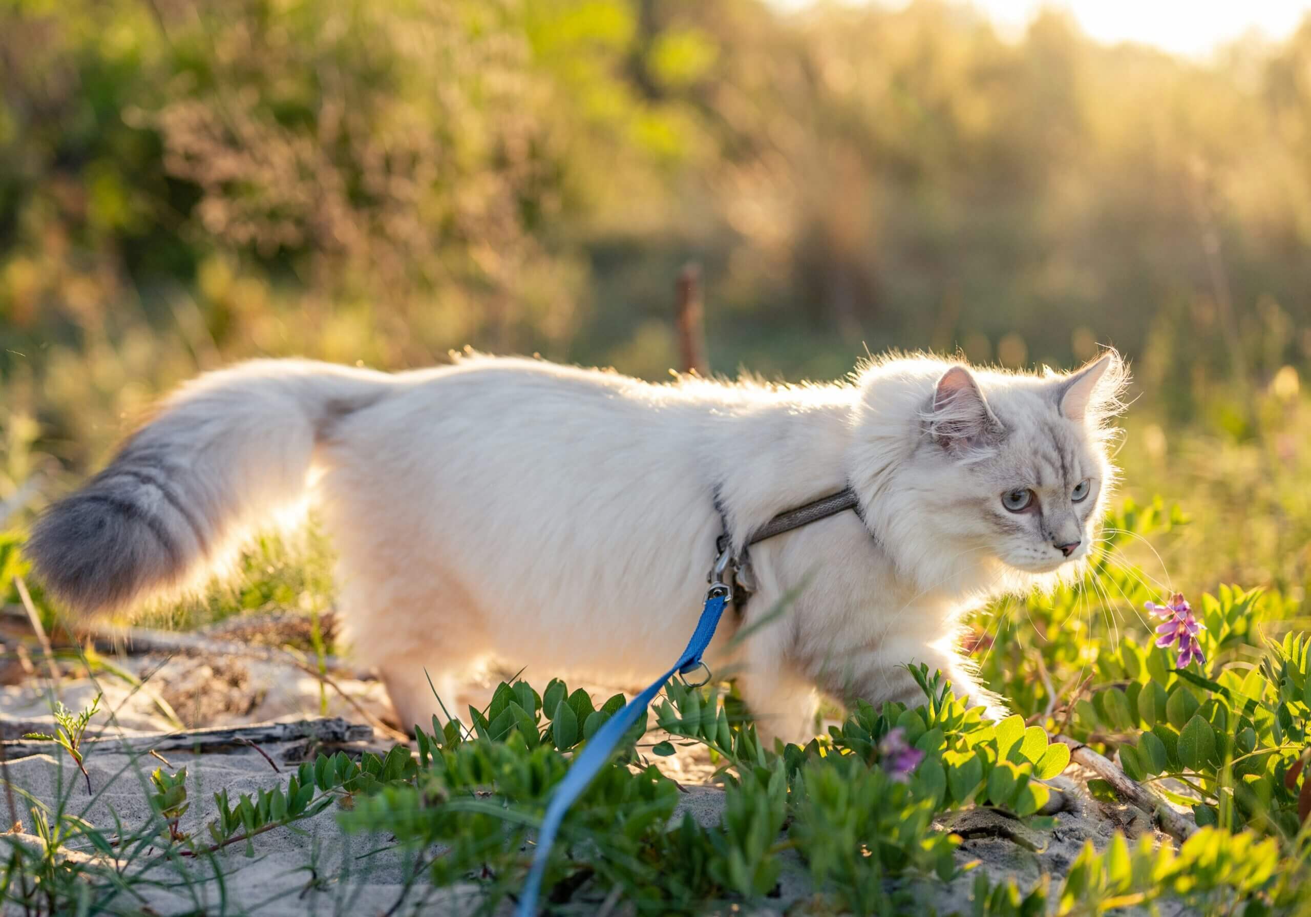 How to Take A Cat for a Walk