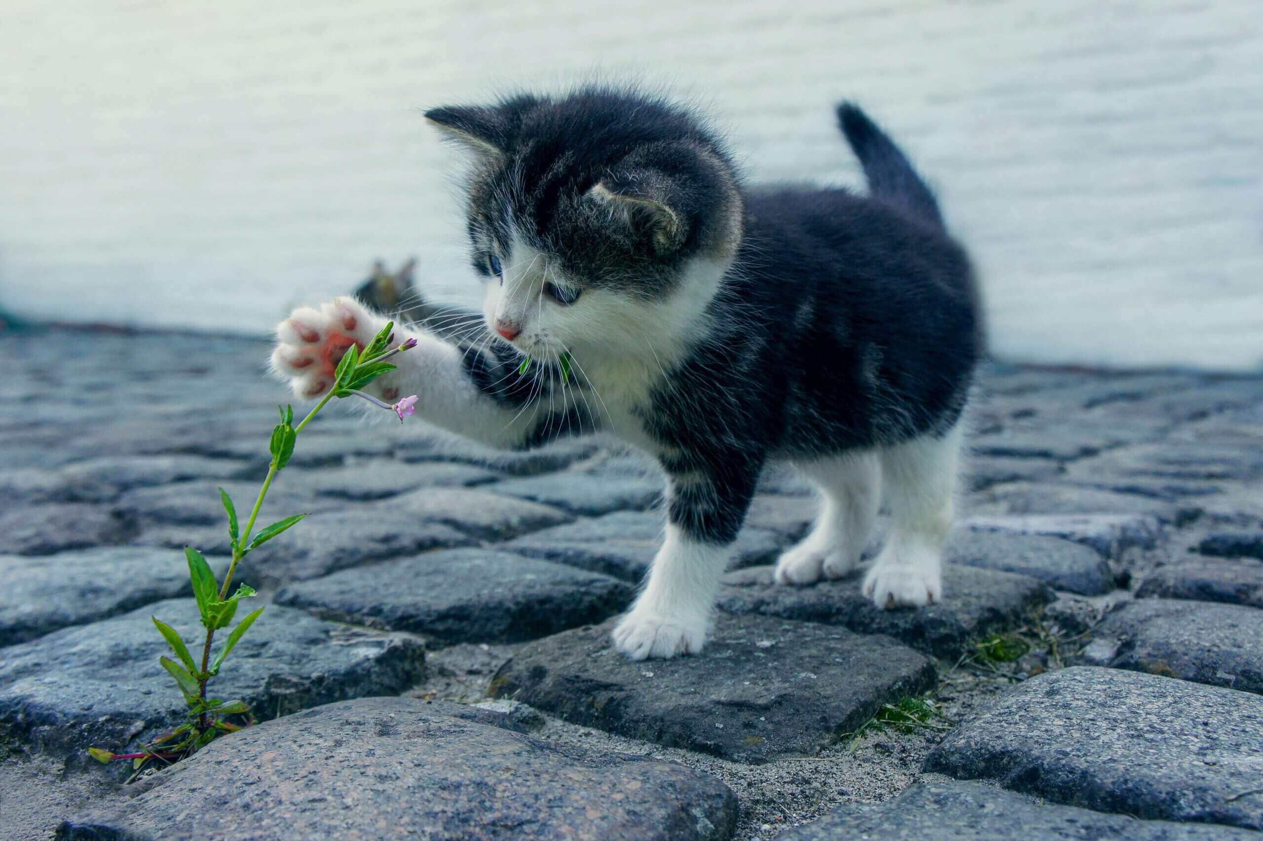 How to Play with Cats Without Toys