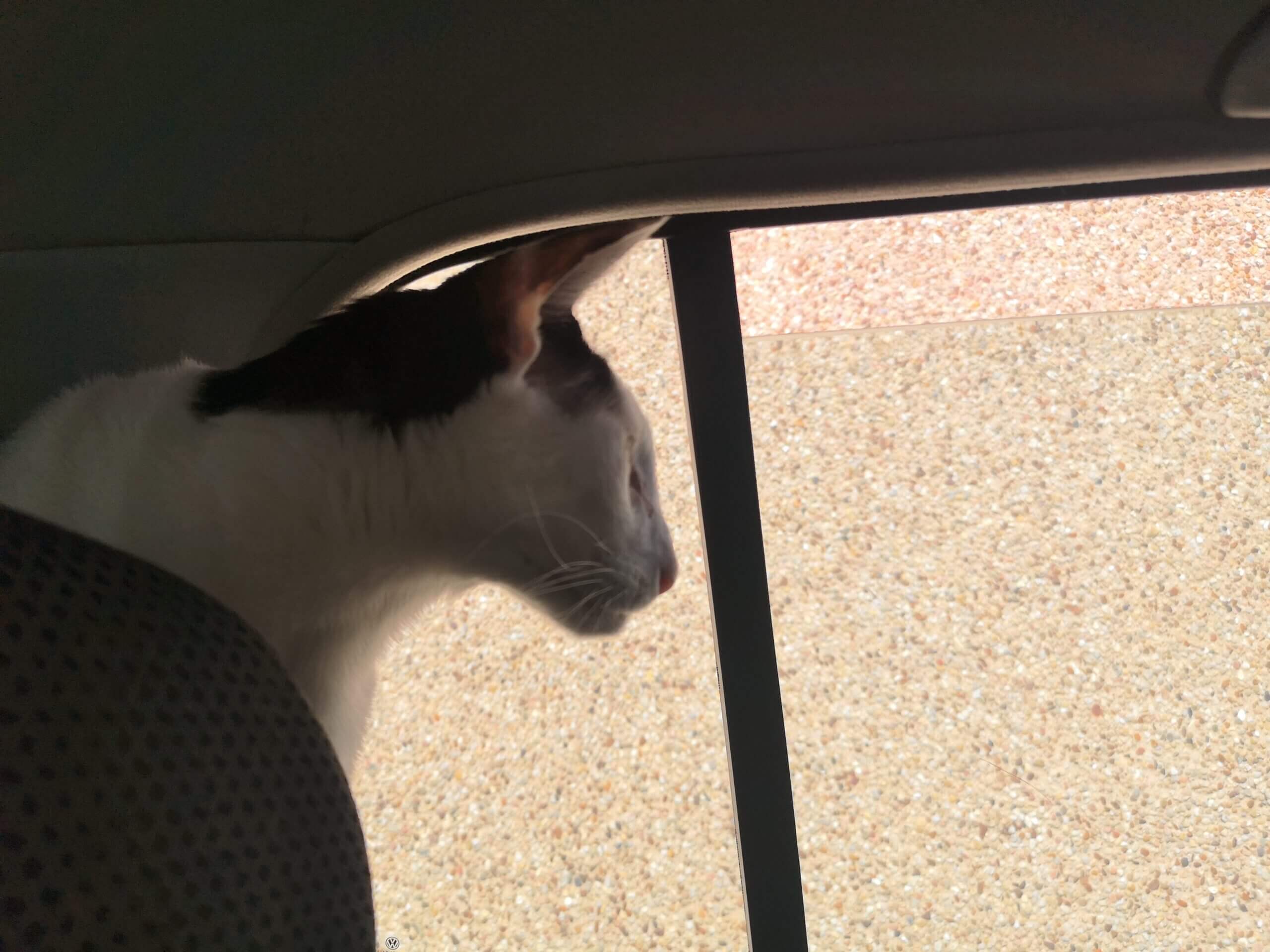 Cat in Car: Train Your Cat to Enjoy Car Rides!