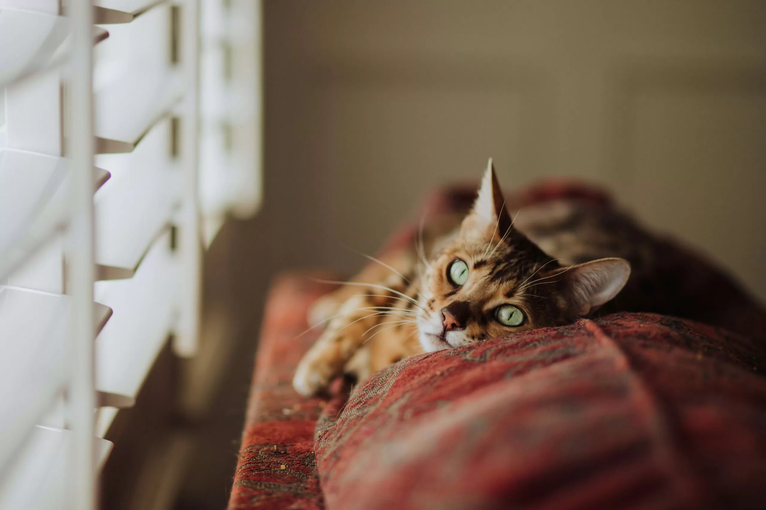 How to Make a Cat-Friendly Home