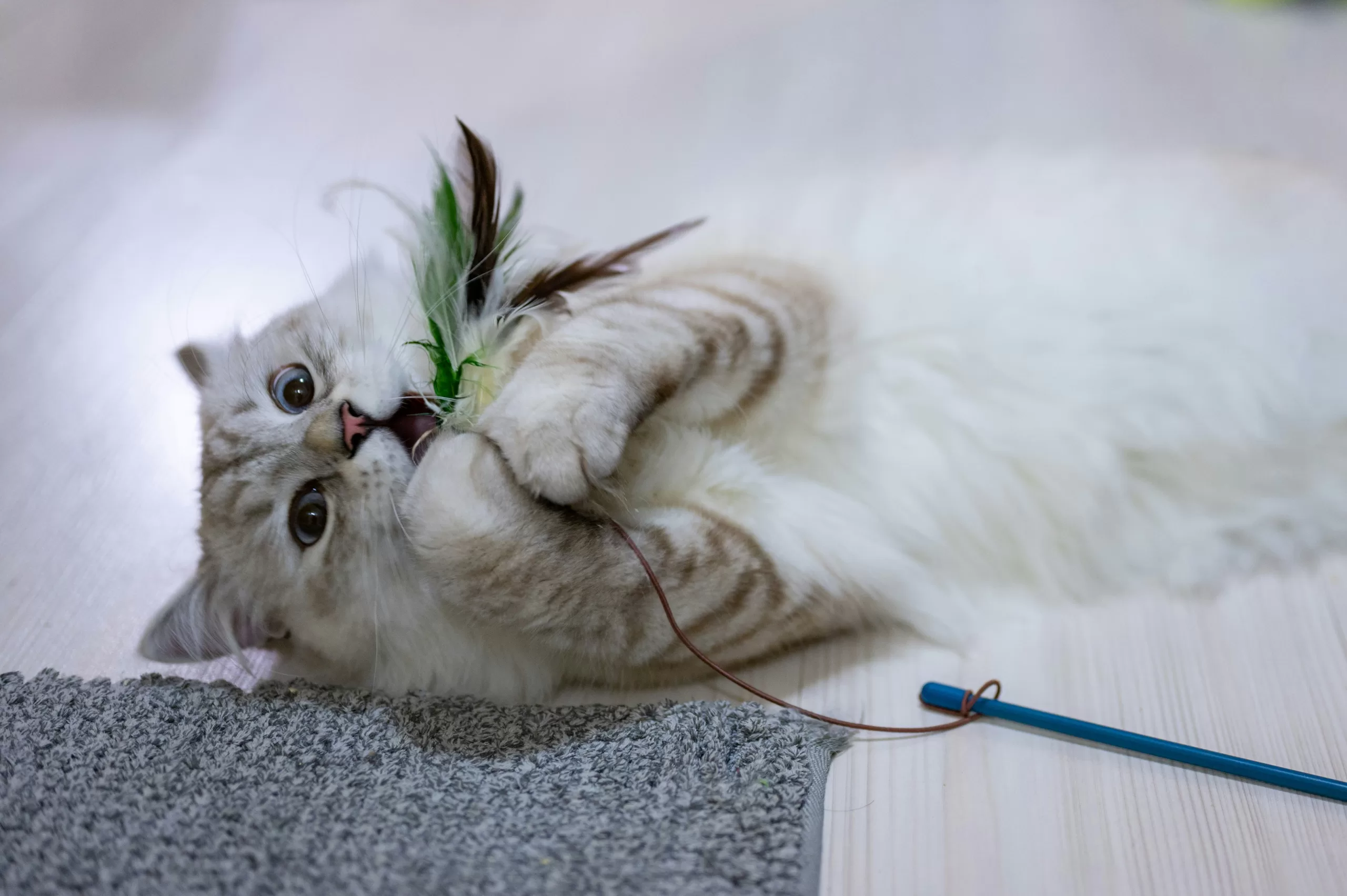 Best Hunting Toys for Indoor Cats