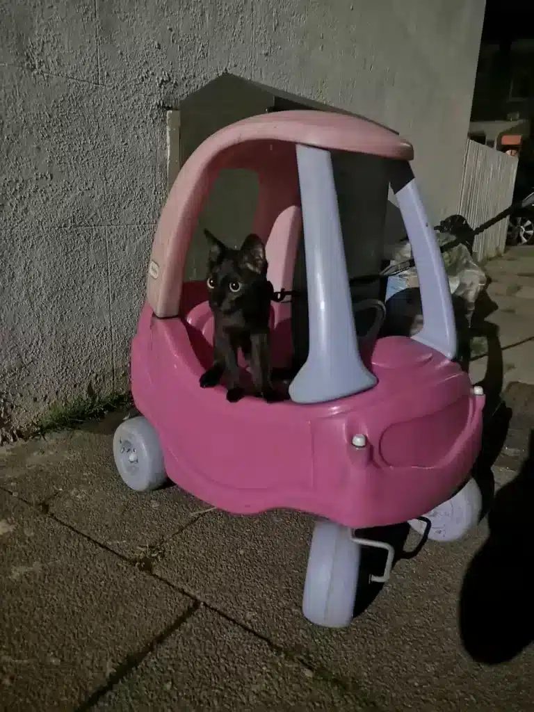 A black cat sits inside a small pink toy car on a dimly lit sidewalk next to a worn wall. The cat stares straight ahead with wide eyes, and its ears are perked up, giving it an alert appearance.