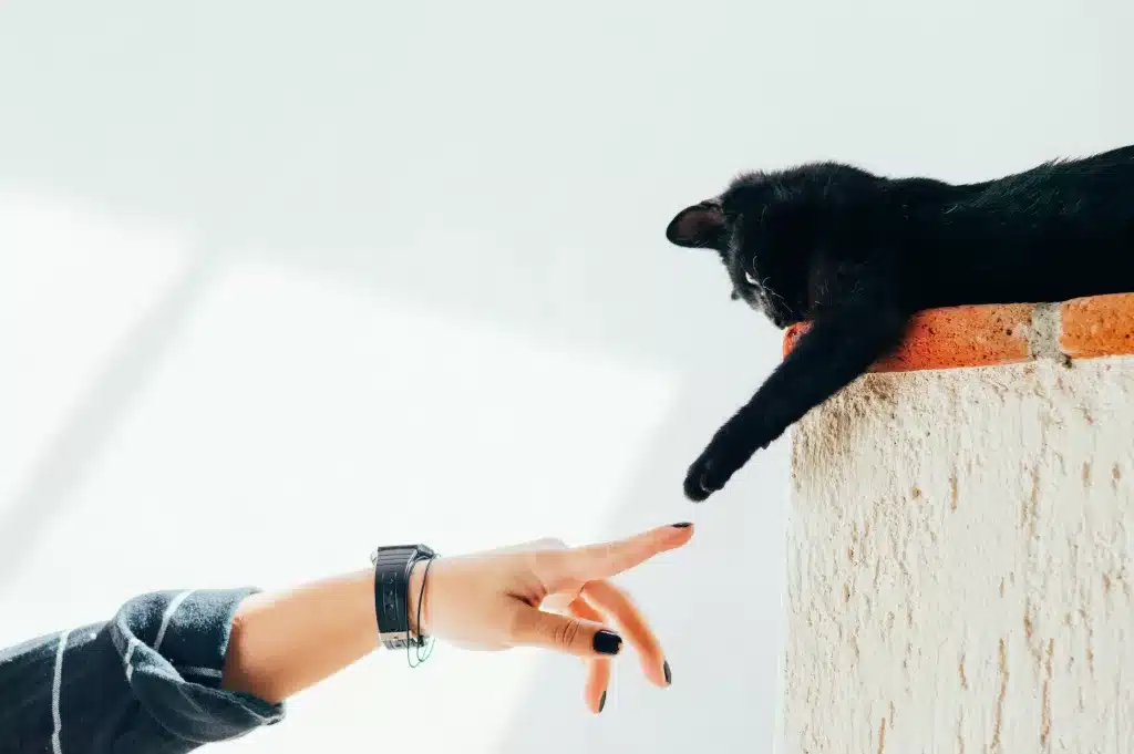 A black cat with green eyes reaches down from a ledge to touch the extended finger of a person wearing a black watch. The scene resembles the creation of Adam painting with a minimalist background.