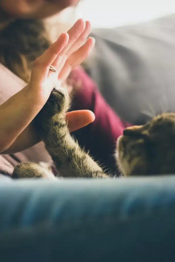 A close-up shot of a person's hand high-fiving a cat's paw. The person's hand is slightly above the cat's paw, which is reaching up, creating a mirrored effect. The background is blurred, focusing attention on the interaction between the person and the cat.