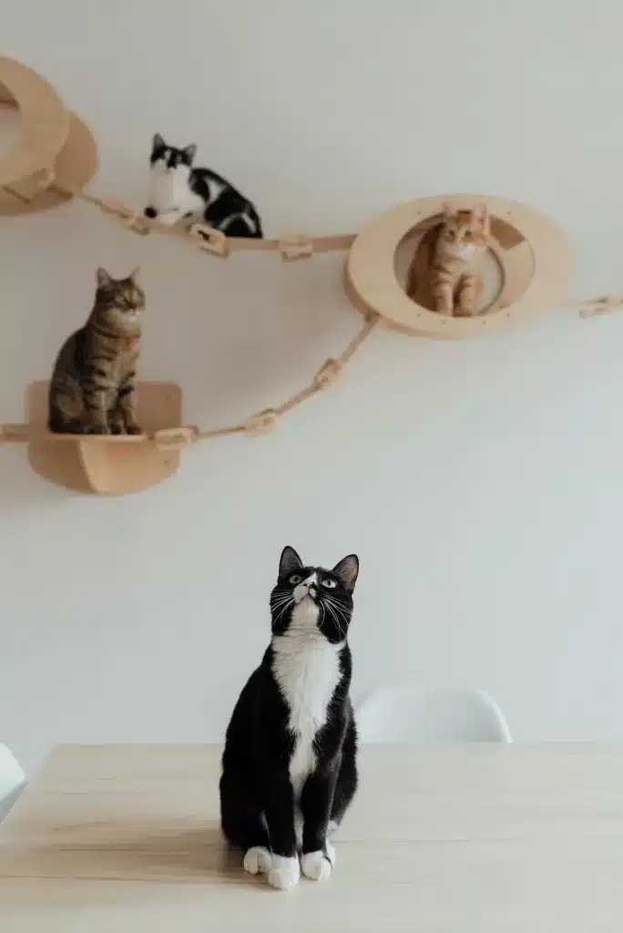 Four cats of different colors and patterns are situated in various positions on a wooden wall-mounted cat climbing structure. The structure has platforms, ramps, and circular cutouts. One cat sits on a table in the foreground, looking upwards.