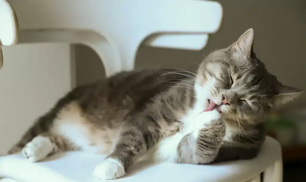 A gray and white cat is lounging on a white chair, licking its front paw. The cat's eyes are closed, and it appears to be grooming itself comfortably in a well-lit area.