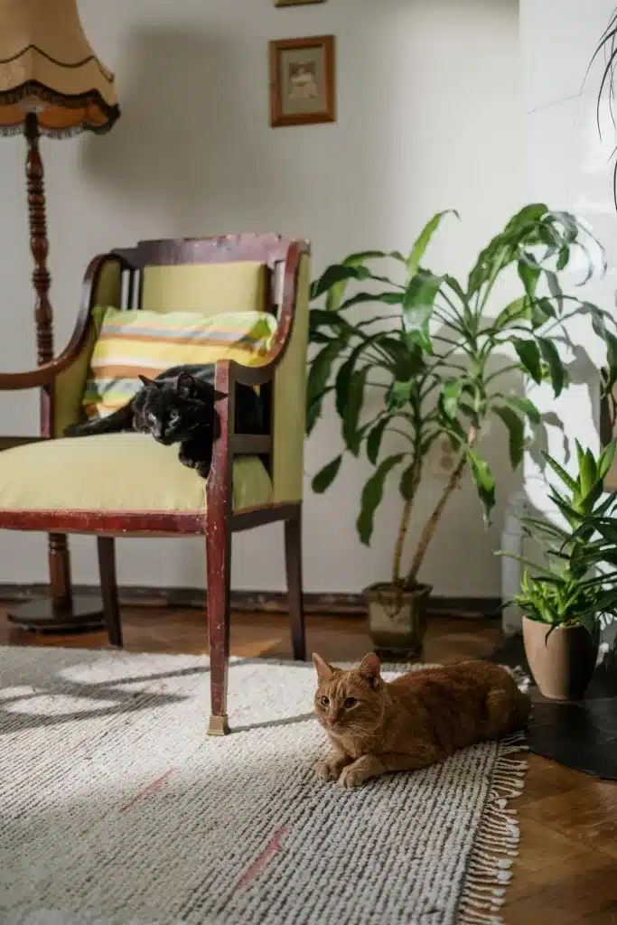 A cozy living room featuring a vintage armchair with a black cat lounging on it. On the floor nearby, a ginger cat is lying on a woven rug. The room is decorated with houseplants and an antique lamp.